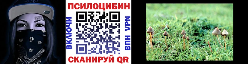 Псилоцибиновые грибы Psilocybine cubensis  Бирюч 